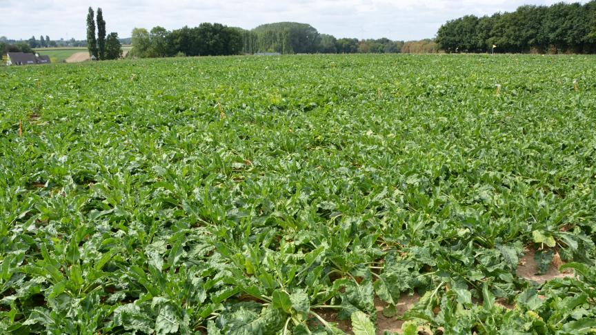 Dien je verzamelaanvraag uiterlijk op 30 april in via het e-loket www.vlaanderen.be/landbouw/e-loket.