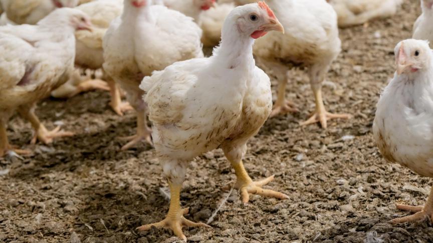 Vorig jaar werd in België een recordaantal van bijna 315 miljoen kippen geslacht.