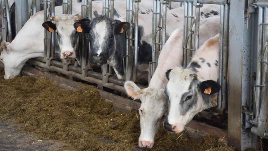 De prijzen voor BWB-runderen blijven ongewijzigd.