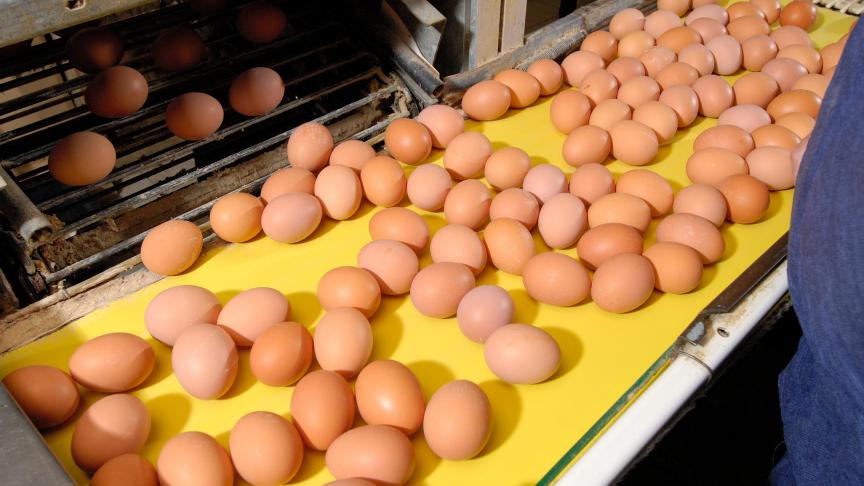Met de nieuwe strategie wil Frankrijk de strijd tegen salmonella in eieren opvoeren.