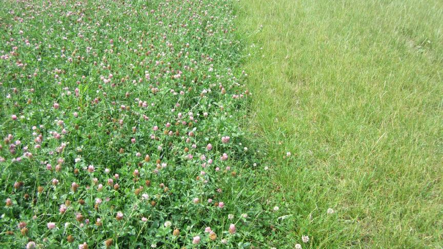 Grasklaver (links) vs gras.