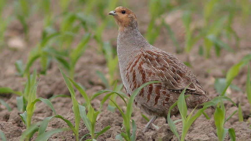 Minister Brouns wil vooral inzetten op het herstellen van het leefgebied van de patrijs.