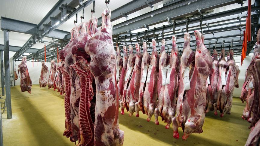 Uit cijfers van Statbel blijkt dat er vorig jaar minder runderen, maar meer kippen werden geslacht.