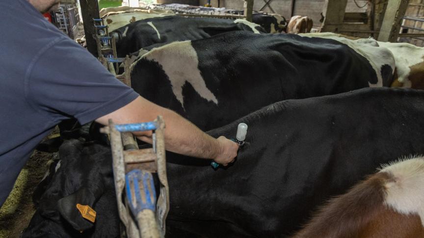 België legt een nationale vaccinreserve aan tegen de besmettelijke ziekte nodulaire dermatose.