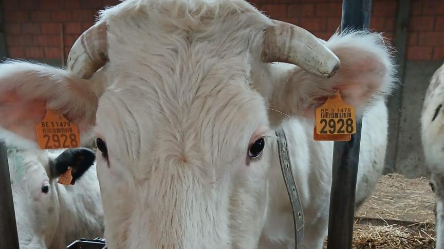 Voor de primo-oormerken geldt momenteel een wachttijd van 9 weken