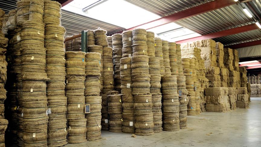 De productie kan de vraag naar vlas momenteel niet volgen.