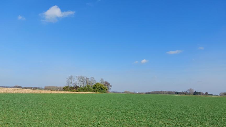 Tarwevelden vragen dit jaar doorgaans niet zo’n grote eerste stikstofgift.