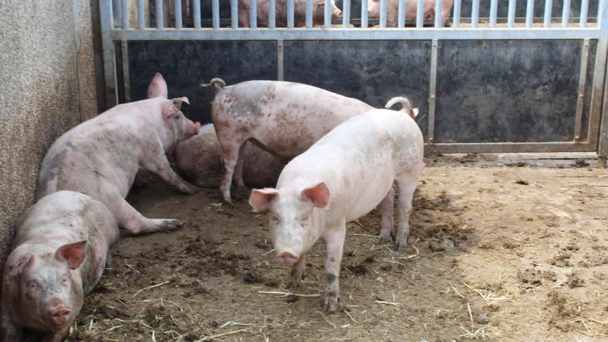 Als er nieuwe regels komen, moet de hele varkensketen zich daarvoor engageren.