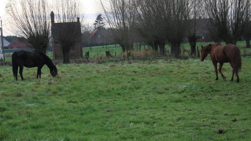 Paarden op de weide zijn voortaan minder overgeleverd aan de elementen en aan de bureaucratie.