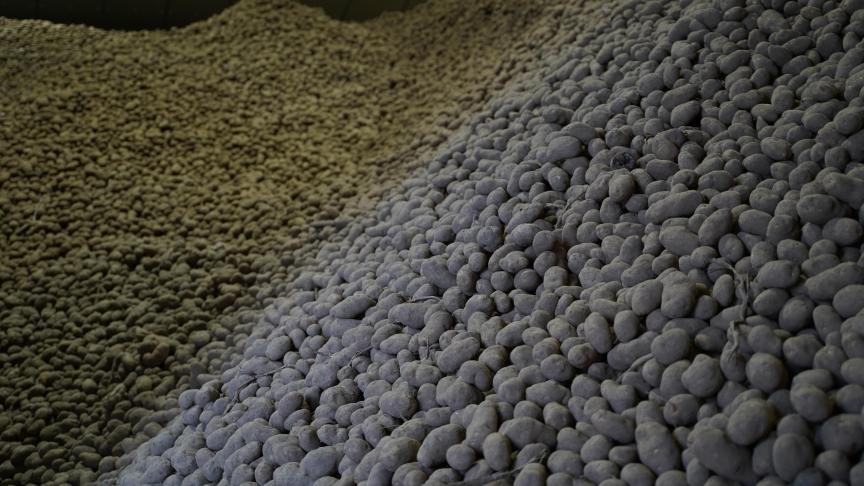 De Belgapomprijs voor aardappelen daalt nog verder.
