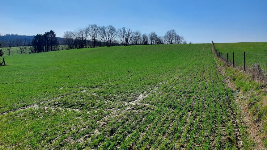 Perceel per perceel moet individueel opgevolgd worden om de bladluisdruk na te gaan.