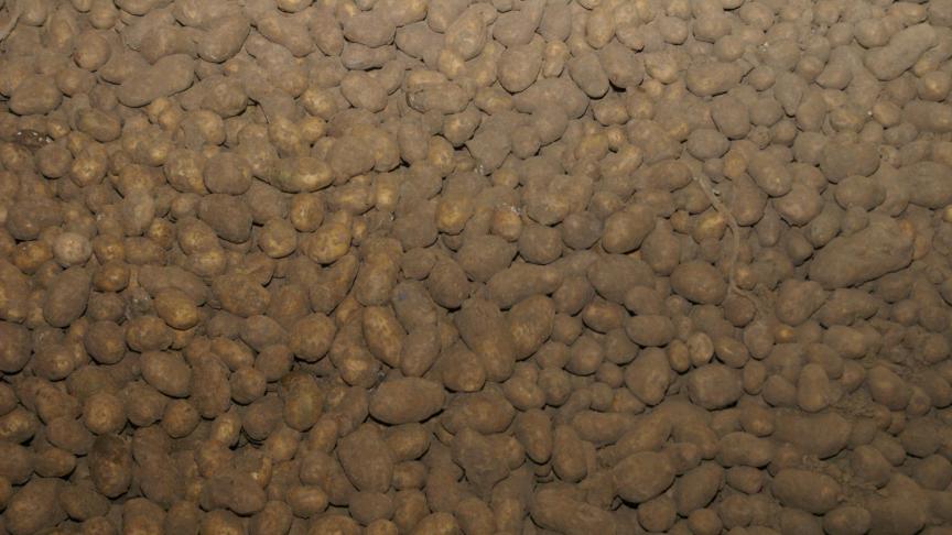 Vrijdag zakte de prijs voor bewaaraardappelen op de vrije markt naar een van de laagste ooit.