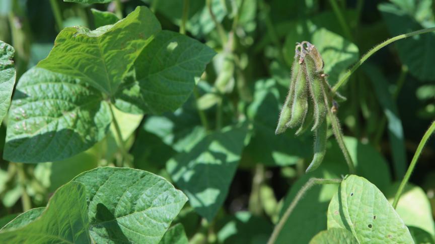 Landbouwers en bedrijven die met Belgische sojabonen aan de slag willen, kunnen bij ILVO-onderzoekers terecht voor advies en begeleiding.