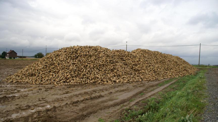 Ook overgebleven hopen bieten worden best zo snel mogelijk vernietigd, aldus het Bieteninstituut.