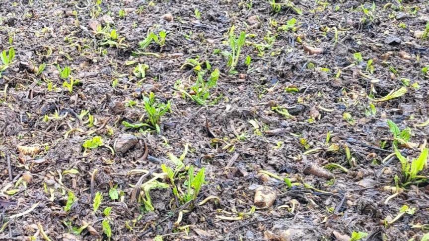 Het Bieteninstituut raadt aan om overgebleven bieten, bietenkoppen en bietenopslag in graangewassen te vernietigen in de strijd tegen de vergelingsziekte.