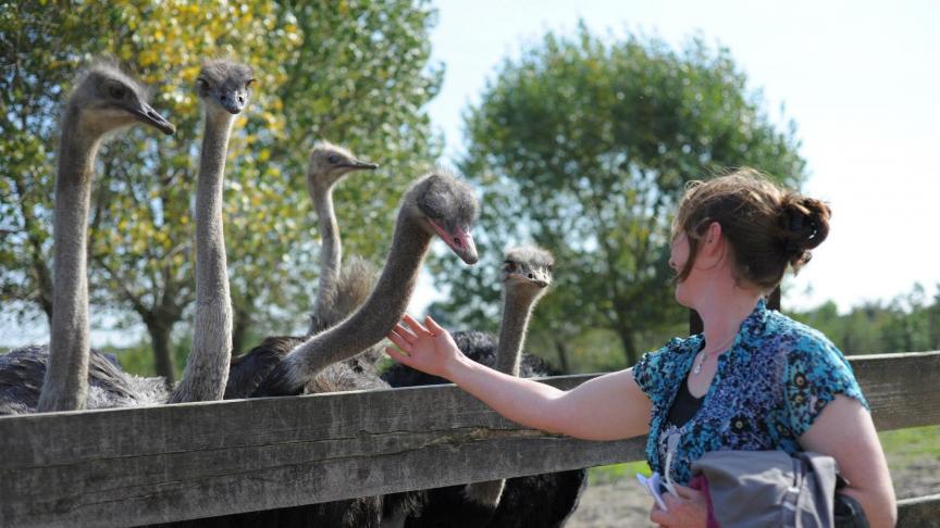 Landbouwers die struisvogels houden als neventak, kunnen, afhankelijk van de omvang van de kudde en de ligging van de stallen, een omgevingsvergunning klasse 2 of 1 nodig hebben.