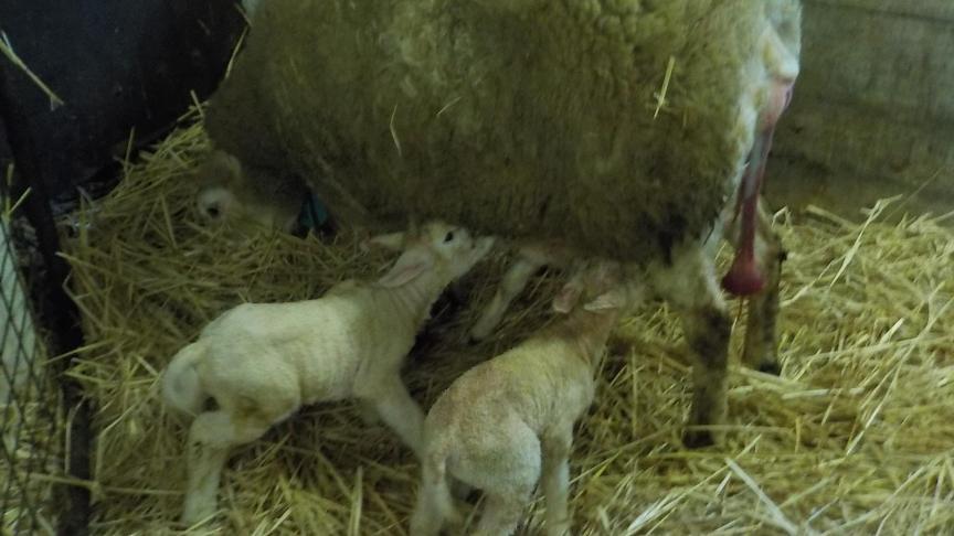 De lammeren zijn op zoek naar de tepel.