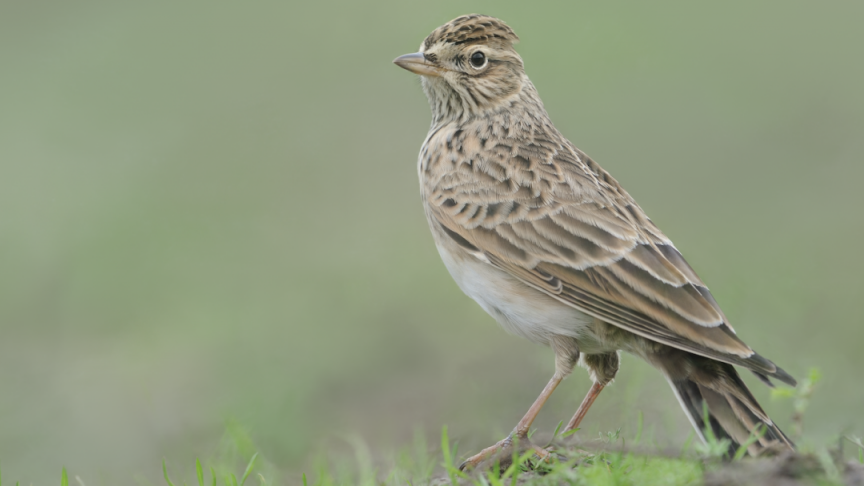 De veldleeuwerik is de Vogel van het Jaar.