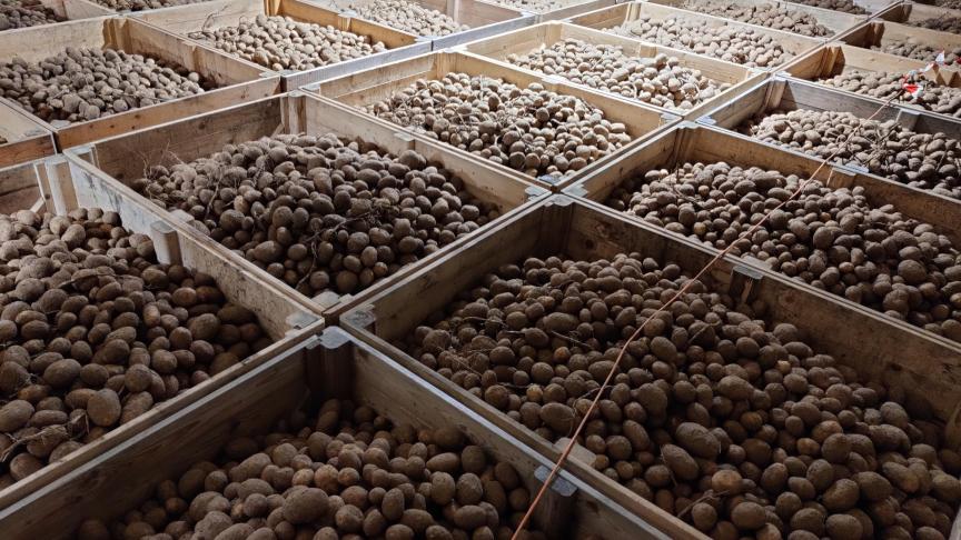 Deze week geeft Belgapom geen notering voor aardappelen op de vrije markt.