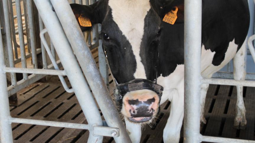 Met een noodvoorraad wil DGZ aan de dringendste vraag naar primo-oormerken voldoen.