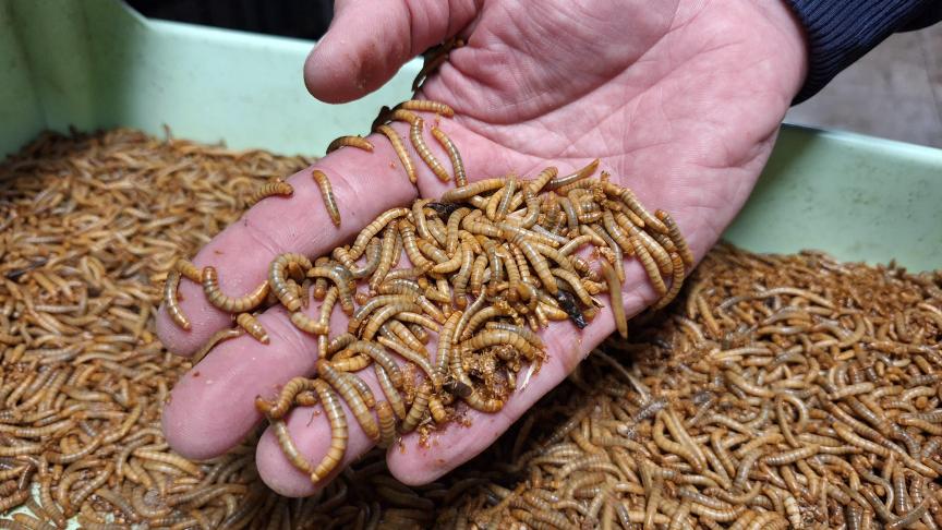 Alexander Maroy gelooft dat meelwormen het meeste toekomst hebben in de insectenkwekerij.