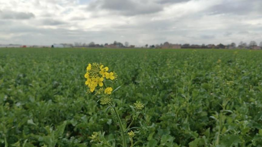 De uitzonderlijk hoge temperaturen hebben de ontwikkeling van het koolzaad een ferme duw in de rug gegeven.