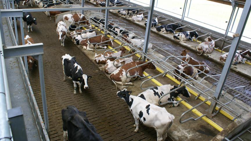 Plannen om de productiviteit van de veeteelt te verhogen vallen moeilijk te rijmen met de doelstelling om minder vlees en zuivel te eten.