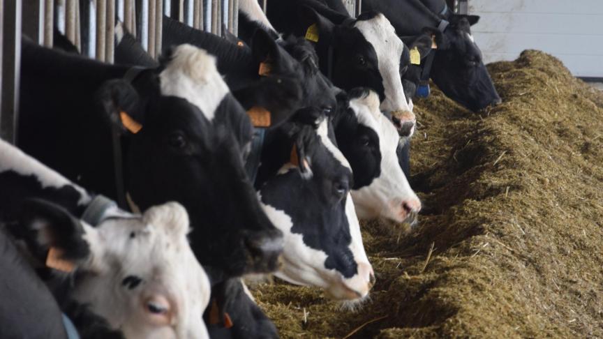 In vergelijking met 2023 werden er op Europees niveau 5,1% meer antibacteriële middelen verkocht in 2024 voor voedselproducerende dieren.