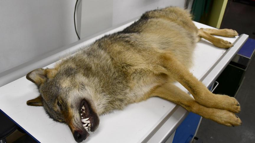 INBO bevestigt dat de wolf die op 19 maart werd aangereden in Oudsbergen, wel degelijk de oerwolvin Noëlla was.