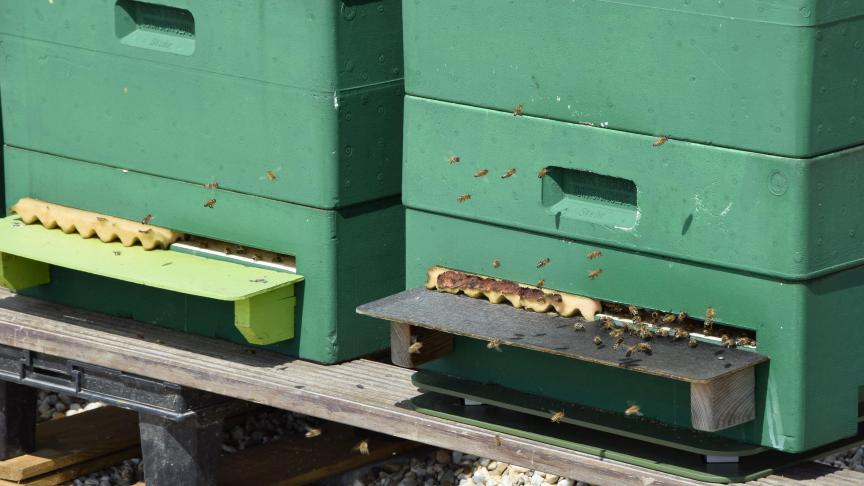 Zo’n 25% van de bijen kwam de winter niet levend door.