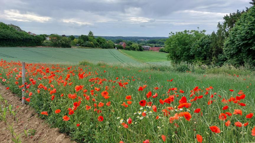 België boekt vooruitgang in het combineren van biodiversiteitsbescherming en klimaatadaptatie.