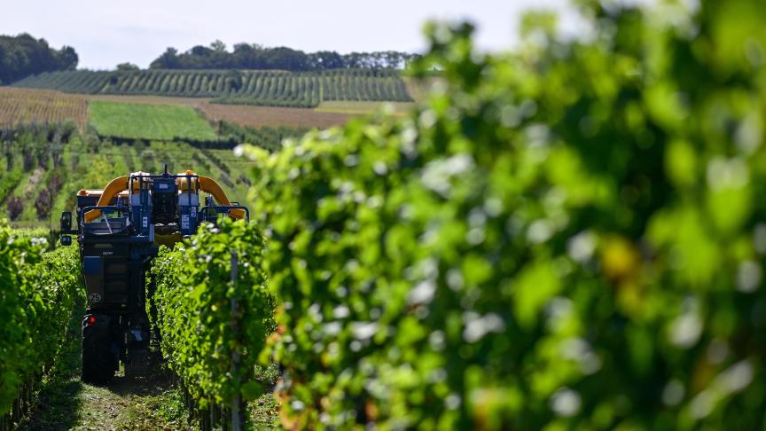 De Belgische wijnproductie lag voor het eerst boven 4 miljoen liter.