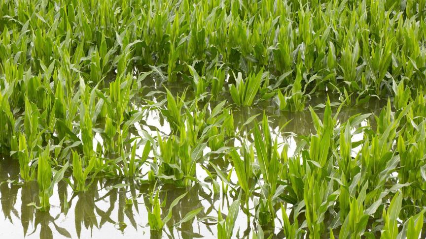 Volgens WUR kan zonder extra maatregelen de schade door de klimaatevolutie voor de Nederlandse landbouw en veehouderij oplopen tot honderden miljoenen euro’s.