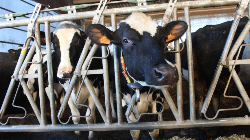 De melkveesector staat onder druk door beleidsmaatregelen die leiden tot een afbouw van de veestapel.