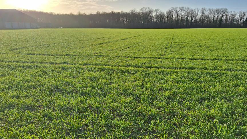 Sfeerfoto van 16 maart op een perceel wintertarwe dat begin november werd gezaaid.