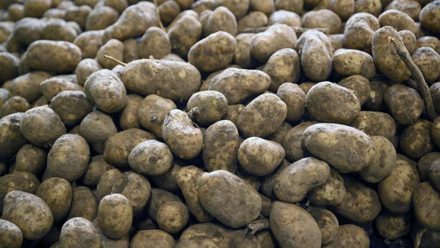 Met de actie wil de aardappelsector iets doen aan het overschot aardappelen in de bewaarloodsen.