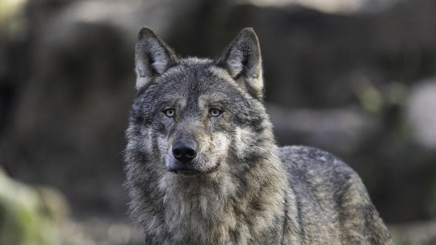 Europese wetenschappers overleggen om referentiewaarden voor de gunstige staat van instandhouding voor de wolvenpopulaties vast te leggen.
