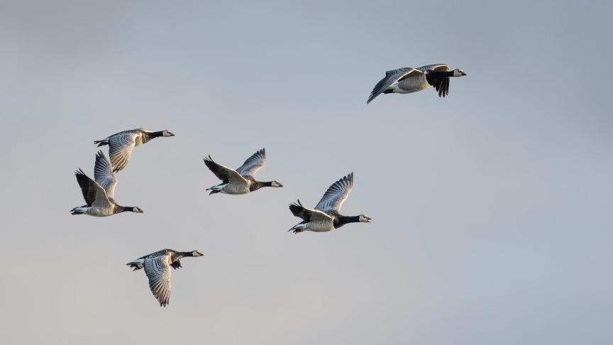 In Italië is eind maart het eerste Europese geval van vogelgriep bij de mens vastgesteld.