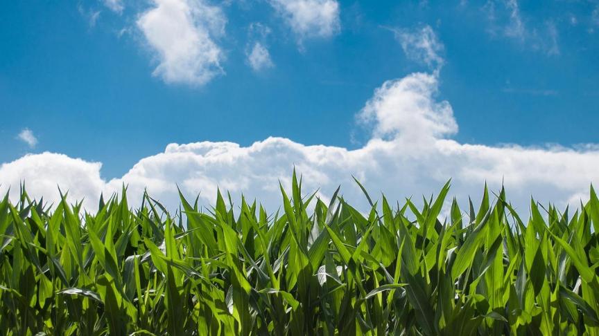 De FAO wil een wereldwijde voedselprijzeninflatie voorkomen.