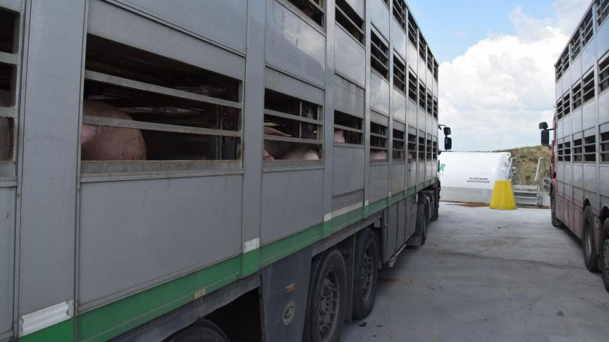 Varkenstransporten kunnen een risico vormen voor de verspreiding van varkensziekten.