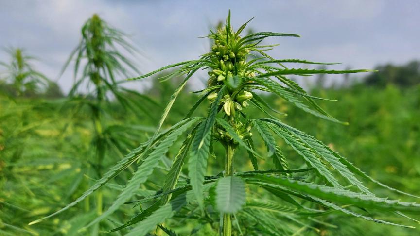 Vezelhennep is een sterk, onderhoudsarm gewas.