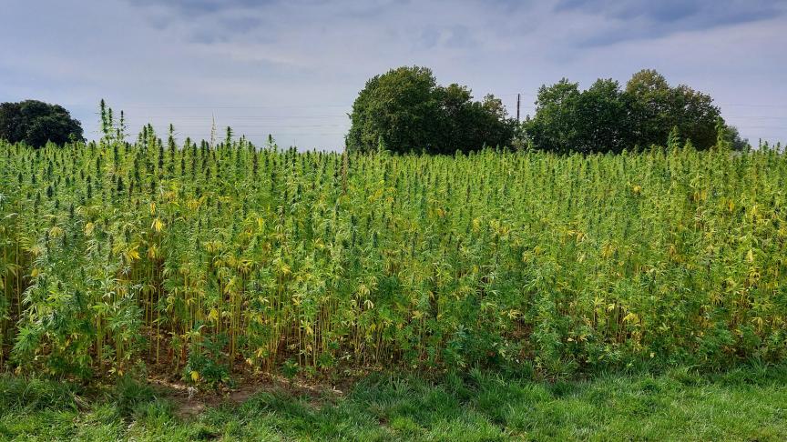 De registratie verbonden aan de teelt van hennep wordt dit jaar gedigitaliseerd.