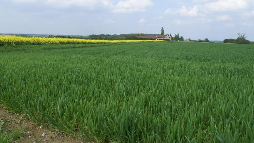 Driekwart van de biobrandstoffen is afkomstig van voedsel- en voedergewassen, zoals tarwe, maïs en koolzaadolie.