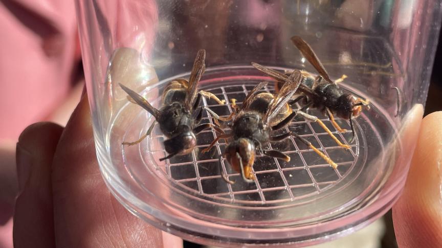 Wallonië lanceerde begin 2026 een actieplan om de opmars van de hoornaar in te dammen.