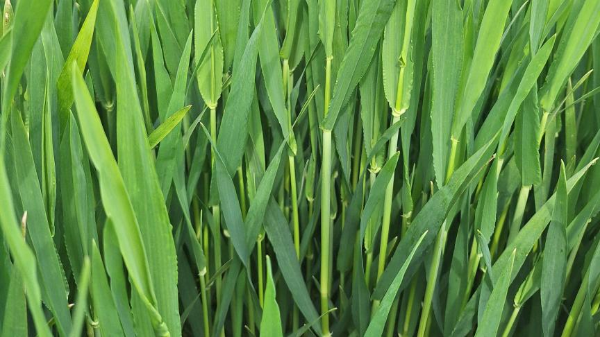 Al in de tweede week van april bereikte de vroege gerst het vlagbladstadium. De week nadien zagen we de eerste baarden reeds vanuit het vlagblad verschijnen.