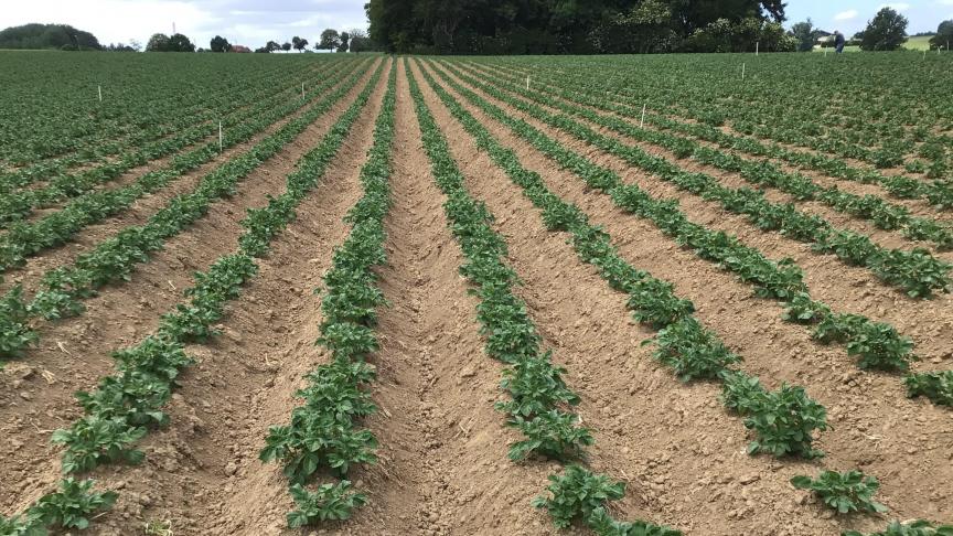 De Bodemkundige Dienst van België ging de voorbije jaren op zoek naar de beste bemestingsstrategie in aardappelen.