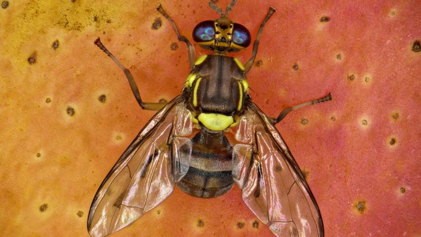 De Oosterse vruchtvlieg is gemakkelijk te herkennen aan de specifieke gele en zwarte kleurpatronen.