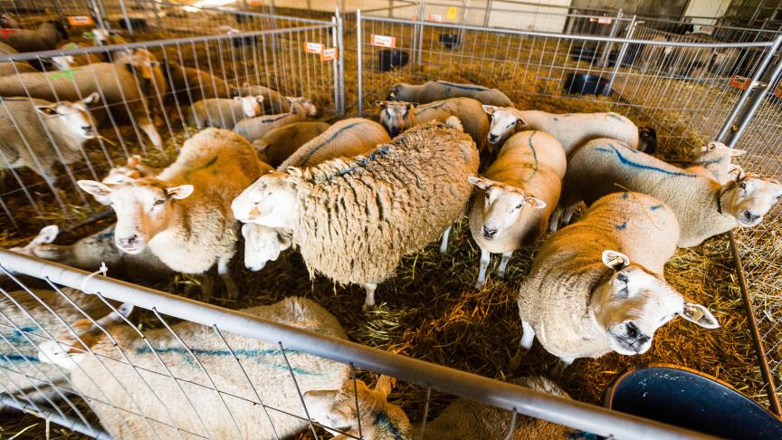 De meerderheid in de commissie Leefmilieu van het Brussels Parlement weigert om de Dierenwelzijnscode op de agenda te plaatsen.