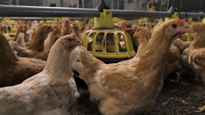 Gezien de Ziekte van Newcastle een heropflakkering kent in Europa is waakzaamheid hiervoor essentieel voor het FAVV.