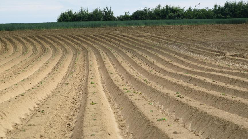 Er zullen dit jaar minder aardappelen gezet worden, en die zullen een lagere contractprijs krijgen.